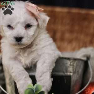 Tiny-Holly, Bichon Frise Puppy